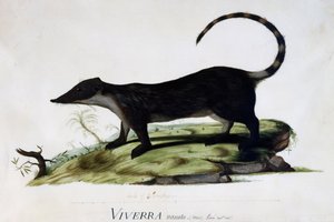 Viverra nasuta macho de Sydney Parkinson