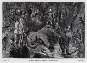 Elefante matado por el Rey Eduardo VII de Sydney Prior (after) Hall