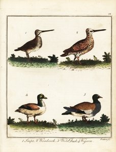 Aves de caza: agachadiza, becada, pato silvestre y paloma. 1792 (grabado) de T. Prattent