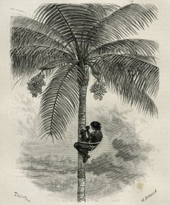 La recolección de cera de palma ceroxylon, en el Quindío (Colombia), ilustración de la historia L