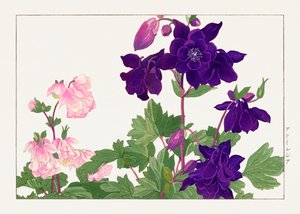 Flor de Aquilegia de "Seiyou Sokazufu"