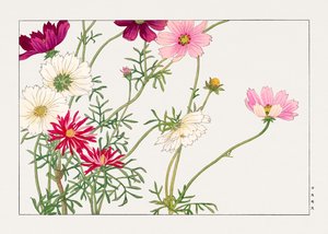 Flor de cosmos de "Seiyou Sokazufu"