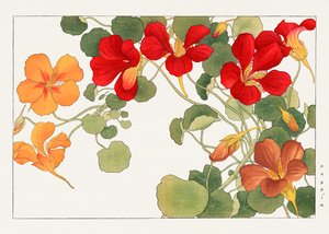 Flor de capuchina de "Seiyou Sokazufu" de Tanigami Konan