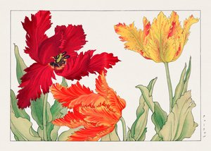 Tulipán loro de "Seiyou Sokazufu" de Tanigami Konan