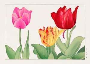 Tulipán de "Seiyou Sokazufu"