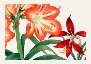 Flor de amarilis vintage de "Seiyou Sokazufu"