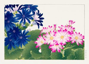 Flor cineraria vintage de "Seiyou Sokazufu"