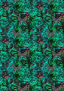 Papillon de Tara Whitehead