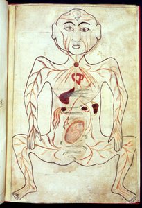 Miembros orgánicos y el embrión en el cuerpo humano, mediados del siglo XV de Tashri Al Badan