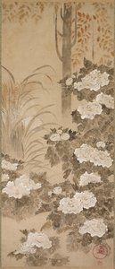 Peonías de Tatebayashi Kagei
