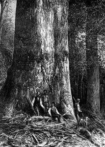Eucalipto gigante, Australia