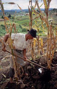 Benigno Marín, agricultor, trabajando en un campo de Colombia