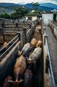 El ganado llega al corral de Palmira, Columbia