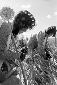 El agricultor familiar Ed Ker, del rancho A.M. Ker, es un granjero que cultiva... de Ted Spiegel