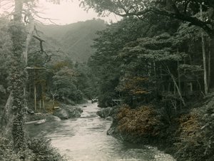Bosque otoñal en la región de Yamanaka, hacia 1900 - 1915 (fotografía) de Teijiro Takagi