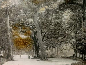 Árboles centenarios en el parque Shimogamo, Kioto, hacia 1900 - 1915 (fotografía) de Teijiro Takagi
