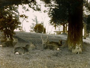 Gamos en el parque Kasauga Taisha, Nara, hacia 1900 - 1915 (fotografía)