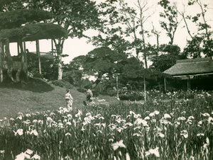 Jardín de iris de Horikiri Shobuen en Tokio, hacia 1900 - 1915 (fotografía) de Teijiro Takagi