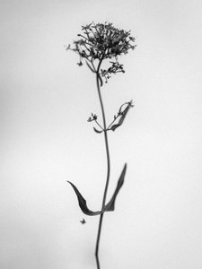 Entre las Flores 21, 2021 (foto b/n) de Teis Albers