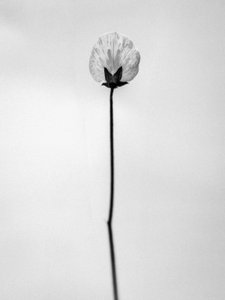 Entre las Flores 26, 2021 (foto b/n) de Teis Albers