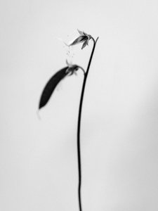 Entre las Flores 27, 2021 (foto b/n) de Teis Albers