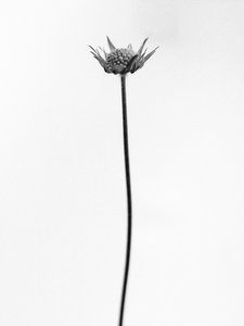 Entre las Flores 33, 2021 (foto b/n) de Teis Albers