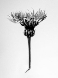 Entre las Flores 37, 2021 (foto b/n)