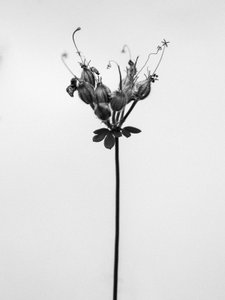 Entre las Flores 42, 2021 (foto b/n) de Teis Albers