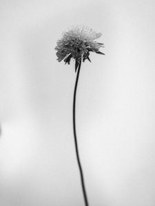 Entre las Flores 44, 2021 (foto b/n) de Teis Albers