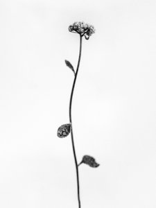 Entre las flores 50, 2021 (fotografía en b/n) de Teis Albers