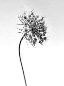 Entre las flores 52, 2021 (fotografía en b/n) de Teis Albers