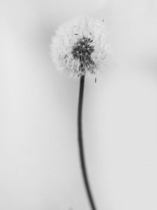 Entre las flores 62, 2021 (fotografía en b/n)