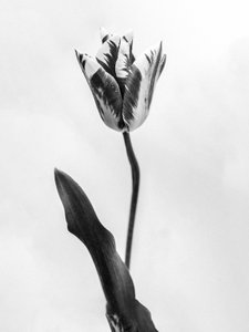 Entre las Flores 71, 2021 (foto b/n) de Teis Albers