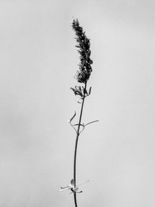 Entre las Flores 74, 2021 (foto b/n) de Teis Albers
