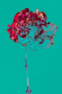Hortensia, 2018 (foto)