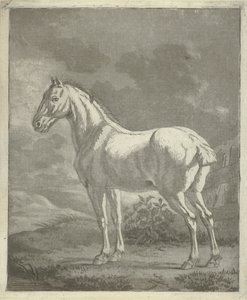 Moho en un prado de Tethart Philip Christian Haag