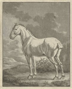 Moho en un prado de Tethart Philip Christian Haag