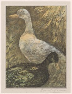 Dos patos de pie