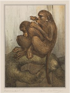 Monos pulga