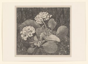 Primula in het mos
Bloemstudies (título original de la serie)