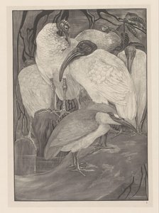 Cinco ibis y un curandero
Estudios sobre animales (título original de la serie)