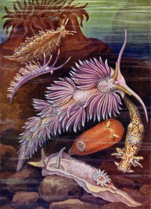 Babosas de Mar de Theobald Carreras