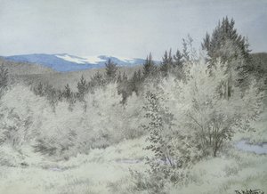 Muy lejos, en el bosque