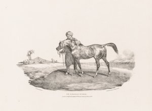 Diversos motivos dibujados del natural y sobre piedra: un caballo árabe de Theodore Gericault
