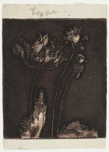 Últimas amapolas