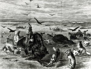 Matanza de búfalos en las llanuras, de Harpers Weekly 1872 de Theodore Russell Davis