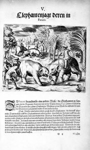Elefantes peleando, 1606 de Theodore de Bry