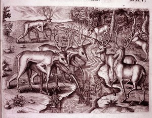 Indios usando pieles de ciervo para cazar otros ciervos (Grabado) de Theodore de Bry