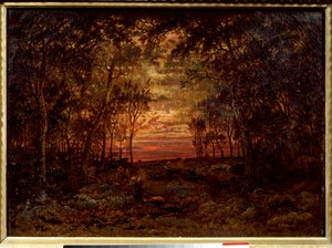 Atardecer en el bosque