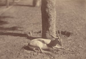 [Gacela tumbada contra un árbol] de Théodule Devéria
